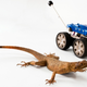Illustration for article titled Robots need lizard tails, say scientists